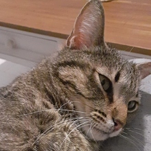 DAISI, Katze, Europäisch Kurzhaar in Spanien - Bild 3