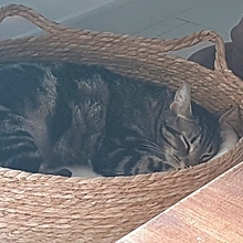 DAISI, Katze, Europäisch Kurzhaar in Spanien - Bild 4