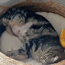 DAISI, Katze, Europäisch Kurzhaar in Spanien - Bild 5