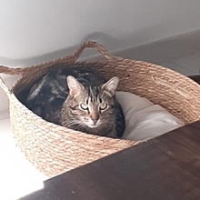 DAISI, Katze, Europäisch Kurzhaar in Spanien - Bild 6