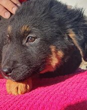 VAIANA, Hund, Tornjak-Mix in Kroatien - Bild 2
