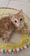 ARDILLO, Katze, Europäisch Kurzhaar in Zypern