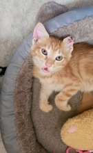 ARDILLO, Katze, Europäisch Kurzhaar in Zypern - Bild 2