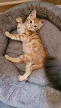 ARDILLO, Katze, Europäisch Kurzhaar in Zypern - Bild 4