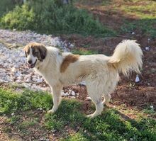 GISELEZIZEL, Hund, Mischlingshund in Griechenland - Bild 1