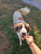 GISELEZIZEL, Hund, Mischlingshund in Griechenland - Bild 3