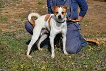BERNI, Hund, Mischlingshund in Spanien - Bild 2