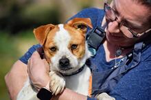 BERNI, Hund, Mischlingshund in Spanien - Bild 3