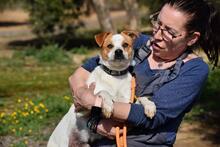 BERNI, Hund, Mischlingshund in Spanien - Bild 4