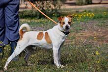 BERNI, Hund, Mischlingshund in Spanien - Bild 5