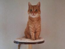PÜPPE, Katze, Europäisch Kurzhaar in Heilbronn