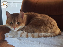 PÜPPE, Katze, Europäisch Kurzhaar in Heilbronn - Bild 2