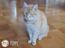 PÜPPE, Katze, Europäisch Kurzhaar in Heilbronn - Bild 3