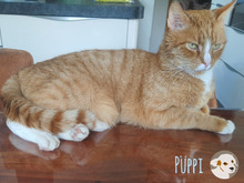 PÜPPE, Katze, Europäisch Kurzhaar in Heilbronn - Bild 4