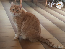 PÜPPE, Katze, Europäisch Kurzhaar in Heilbronn - Bild 5