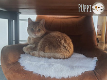 PÜPPE, Katze, Europäisch Kurzhaar in Heilbronn - Bild 6
