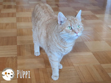 PÜPPE, Katze, Europäisch Kurzhaar in Heilbronn - Bild 7