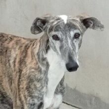 MORANTE, Hund, Galgo Español in Spanien - Bild 1