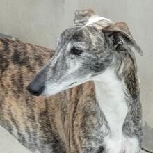 MORANTE, Hund, Galgo Español in Spanien - Bild 2