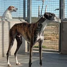 MORANTE, Hund, Galgo Español in Spanien - Bild 3