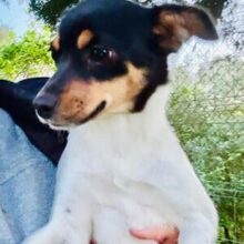 ADE, Hund, Ratanero in Spanien - Bild 1