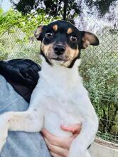 ADE, Hund, Ratanero in Spanien - Bild 2