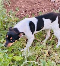 ADE, Hund, Ratanero in Spanien - Bild 3