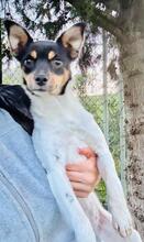 ADE, Hund, Ratanero in Spanien - Bild 4