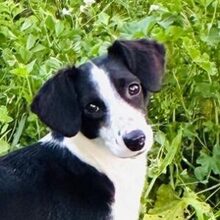 MINNIE, Hund, Mischlingshund in Spanien - Bild 1