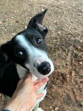 MINNIE, Hund, Mischlingshund in Spanien - Bild 2