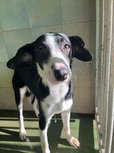 MINNIE, Hund, Mischlingshund in Spanien - Bild 3