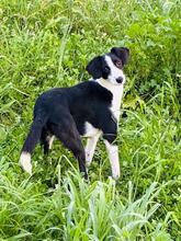 MINNIE, Hund, Mischlingshund in Spanien - Bild 4