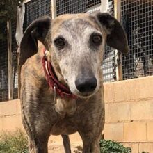 KIMBERLY, Hund, Galgo Español in Spanien - Bild 1