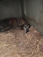KIMBERLY, Hund, Galgo Español in Spanien - Bild 2