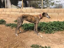 KIMBERLY, Hund, Galgo Español in Spanien - Bild 3