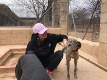 KIMBERLY, Hund, Galgo Español in Spanien - Bild 4
