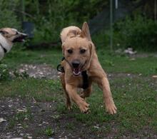 FLOYD, Hund, Mischlingshund in Rumänien - Bild 2