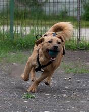 FLOYD, Hund, Mischlingshund in Rumänien - Bild 4