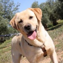AQUA, Hund, Labrador Retriever in Spanien - Bild 1