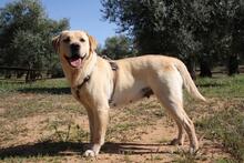 AQUA, Hund, Labrador Retriever in Spanien - Bild 2