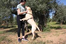 AQUA, Hund, Labrador Retriever in Spanien - Bild 3