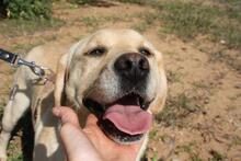 AQUA, Hund, Labrador Retriever in Spanien - Bild 5