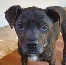 LUDWIG2, Hund, Staffordshire Bull Terrier-Mix in Slowakische Republik - Bild 1