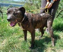 LUDWIG2, Hund, Staffordshire Bull Terrier-Mix in Slowakische Republik - Bild 2