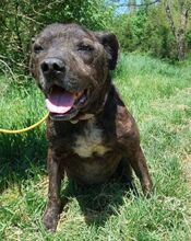 LUDWIG2, Hund, Staffordshire Bull Terrier-Mix in Slowakische Republik - Bild 3