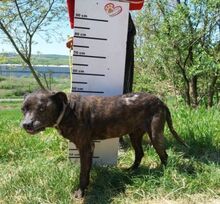 LUDWIG2, Hund, Staffordshire Bull Terrier-Mix in Slowakische Republik - Bild 5