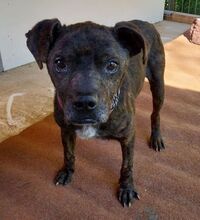 LUDWIG2, Hund, Staffordshire Bull Terrier-Mix in Slowakische Republik - Bild 6
