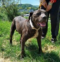 LUDWIG2, Hund, Staffordshire Bull Terrier-Mix in Slowakische Republik - Bild 9
