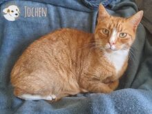 JOCHEN, Katze, Europäisch Kurzhaar in Heilbronn