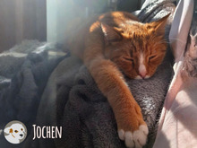 JOCHEN, Katze, Europäisch Kurzhaar in Heilbronn - Bild 2
